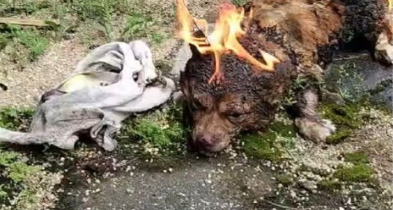 替她發聲